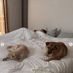 [댓글부탁해] 이상순, 60억원 평창동 자택서 잠든 <b>이효리</b> 공개했다