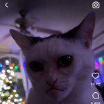 와 나 이렇게생긴 고양이 <b>첨봄</b>