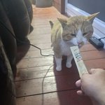 길냥이 <b>츄</b>르 먹이다..