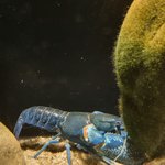 <b>친오빠</b>가 카우는 파란가재