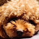 잘생긴<b>푸들</b> 통키의 아침인사