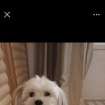 <b>강아지</b> 이쁘지