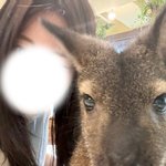 호쥬 왈라비 카페에서 왈라비랑 <b>셀카</b> 찍긔