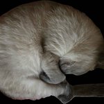 <b>울집</b> 괭이 황금비처럼잠