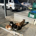 고양이 6<b>가족</b>