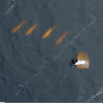 고래 사냥에 나선 <b>북극곰</b>