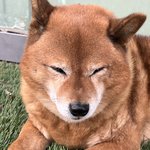 우리 학교 근처사는 <b>가나디</b> 귀엽지않냐