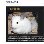 <b>사람잉</b>이 찾은 친칠라,진짜 귀엽다 손 발 짝고(작고)