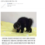고양이는 <b>혈압</b>검사를 안하는 이유