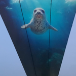 계산서는 인천 시민 몫? 제3연륙교 ‘<b>무명</b> 개통·손실폭탄’ 논란