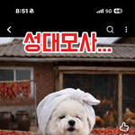 말티즈 말순씨의 말인데…