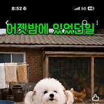 말티즈 말순이네 할아버지가..