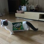 [19] 테라 맥주광고<b>모델</b> 미쳤네;; 논란뜰듯