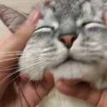 털