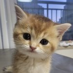 우리집 <b>고냥</b>씨 어떰?