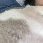 [드루와] 우리집 고양이 <b>맨날</b> 내 얼굴에 발올리고잠