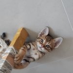 울집 <b>포도</b>.. 제가 뭘 잘못했을가요??