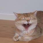 추가) 우리집 <b>고냥</b>씨