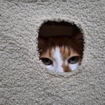 나의 동거묘 도칠이 2026년 1월 <b>일상들</b>