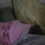 우리집 고양이 심령<b>사진</b> 찍힘