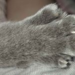 울냥이 <b>손톱</b> 깎아줌