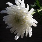 [테오시스] 사랑그리고