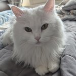 <b>우리집</b> 흰 고양이 근황