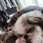 <b>강아지</b>랑 코