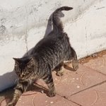 길냥이 나 <b>경계</b>하는거냐?