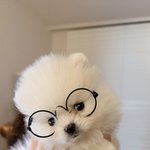 애기 <b>강쥐</b> 기절 ㅠ