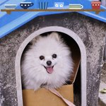 주인댁 <b>강아지</b> 뽀미, 너무 이뿌지><