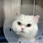 강남24시동물<b>병원</b>에서 의료사고, 오진