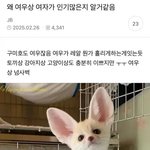 왜 여자들 <b>여우상</b>이 인기많은지 알거같음