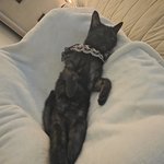 [댓글부탁해] 우리 고양이 자는것좀 봐주라