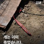 [어케생각해] 익산 관공서 <b>강아지</b> 일가족 도살사건 아시나요?