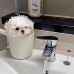 아 <b>가나</b>디 ㅈㄴ귀엽다