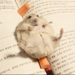 <b>햄스터</b>가 그렇게 귀여워?