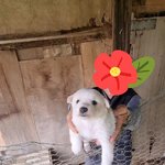 [드루와] 시골가면 다들 이런 <b>강아지</b> 있지?