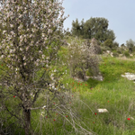 [유다이즘] 아몬드 <b>나무</b>: 하나님은 깨어 계시다