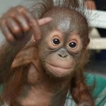 <b>아기</b> 원숭이가 하는 말