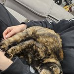 <b>사촌</b>집 고앵이