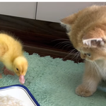 [<b>레이</b>] 사담)rice로무얼만들까