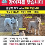 <b>동탄</b> 신리천 백구 구조후 입양 그리고 유실.. 도와주세요