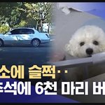 [댓글부탁해] <b>주변</b>에 진짜 이런 애견인들 있나요?