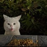 다 <b>내</b>꺼냥?