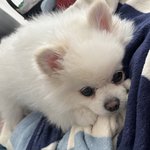 스테이씨 심자윤네 <b>강아지</b>