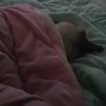 <b>울집</b> 냥이