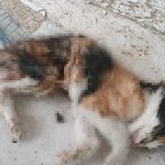 사시는 분들 조심하세요.. <b>고양이</b> 연쇄 살해범 떴대요 (혐주의)