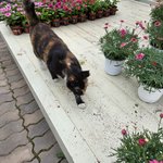 <b>오늘</b> 찍은 길냥이