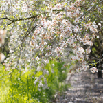 [유다이즘] 야생화가 <b>성막</b>에 대해 가르쳐 준 것